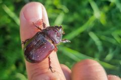 Nashornkäfer (Phyllophaga) [mit Handy aufgenommen]
