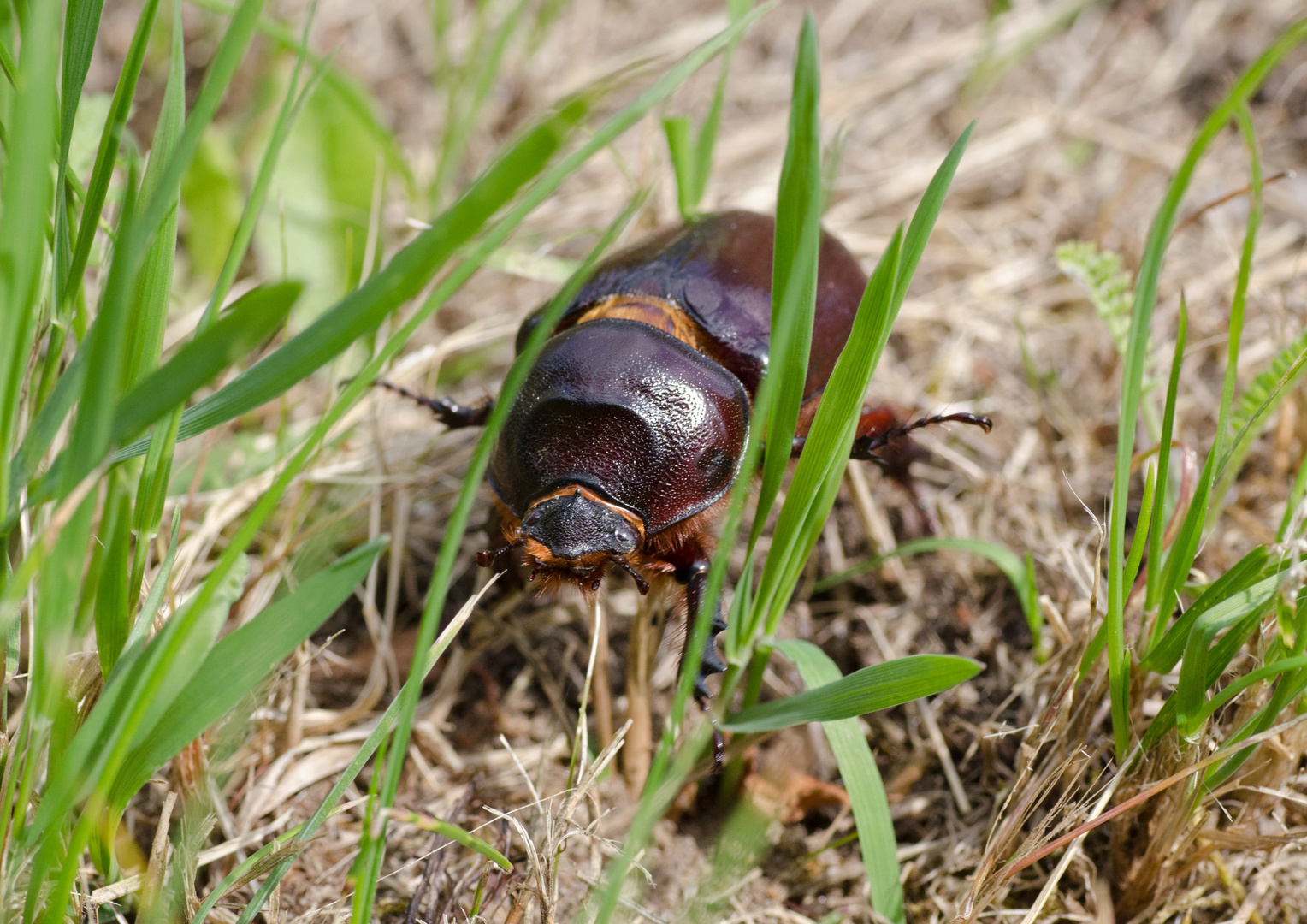 Nashornkäfer-Weibchen Foto & Bild | tiere, wildlife ...