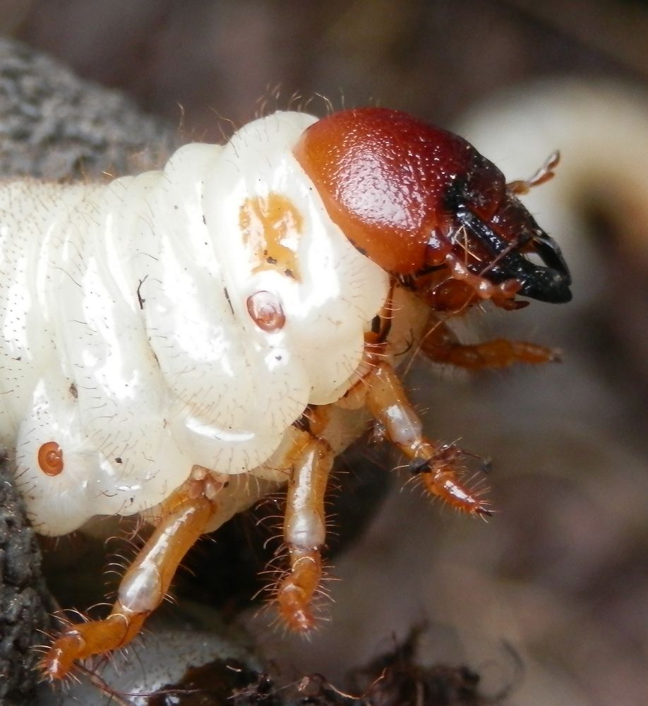 Nashornkäferlarve (Oryctes nasicornis) aus dem Komposthaufen