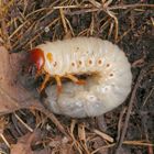 Nashornkäferlarve (Oryctes nasicornis) aus dem Komposthaufen