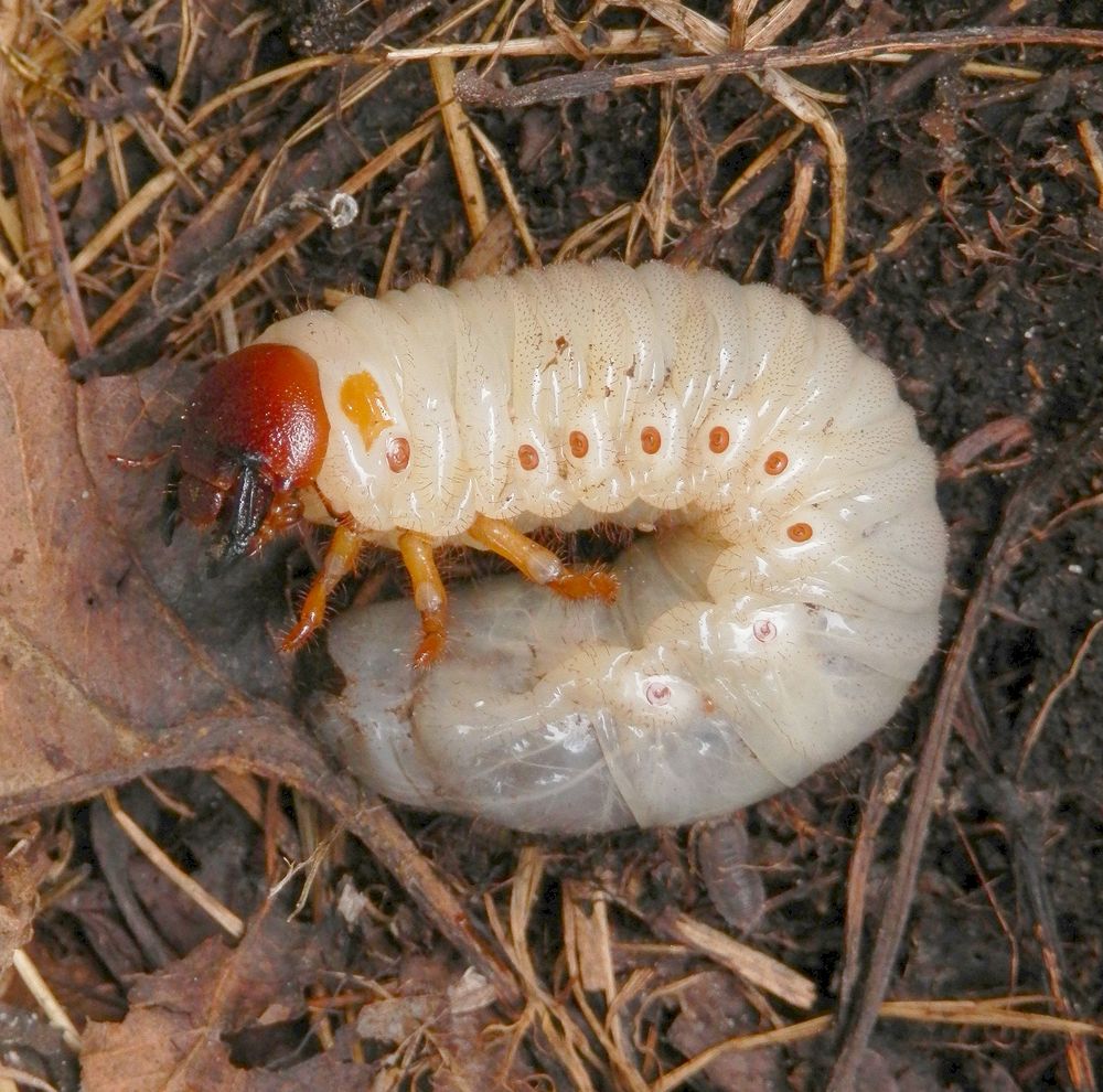 Nashornkäferlarve (Oryctes nasicornis) aus dem Komposthaufen