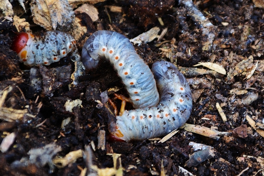 Nashornkäferraupe