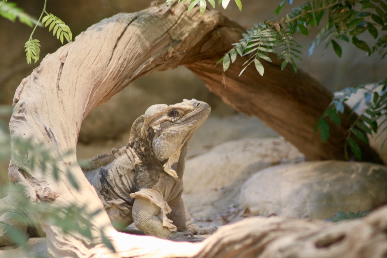 Nashornleguan