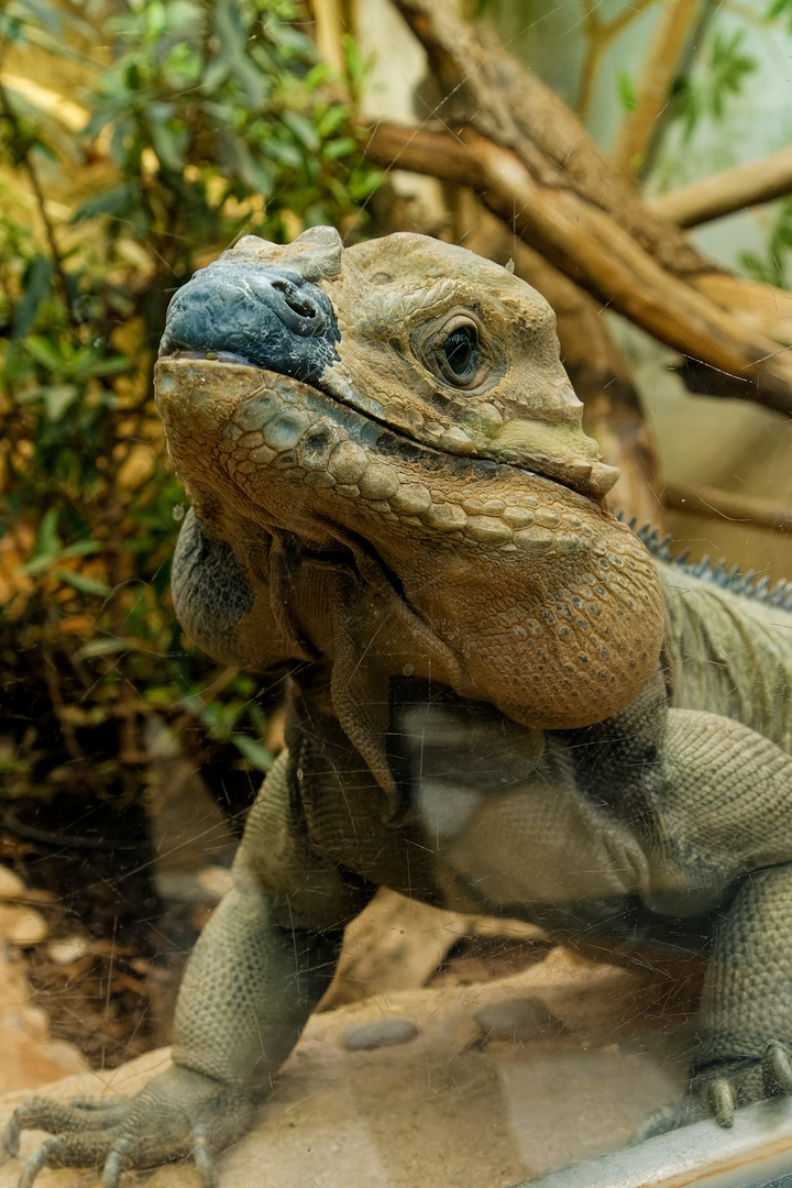 Nashornleguan 