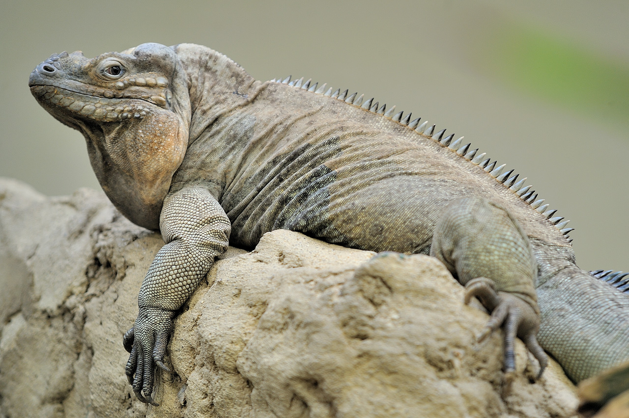 Nashornleguan