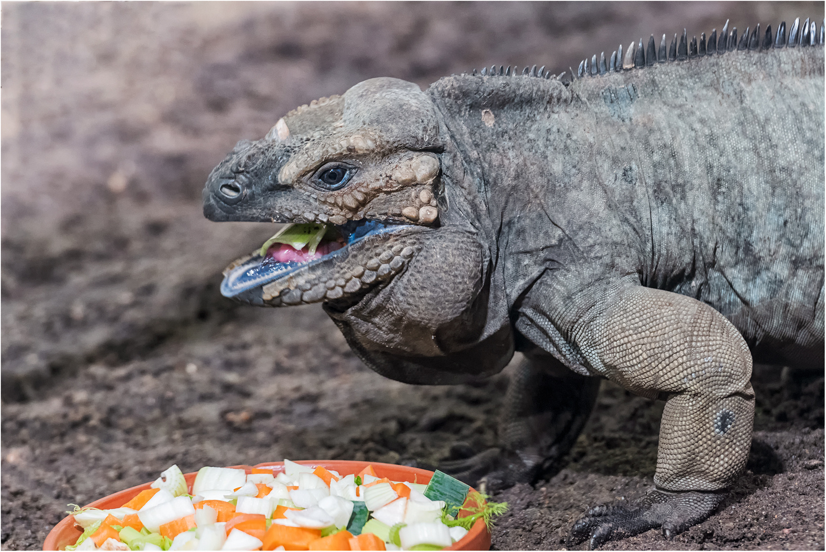 Nashornleguan