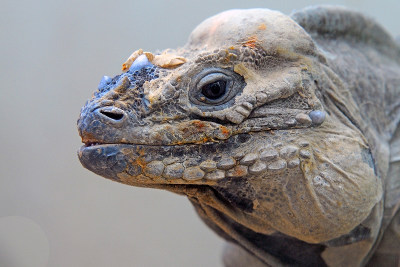 Nashornleguan