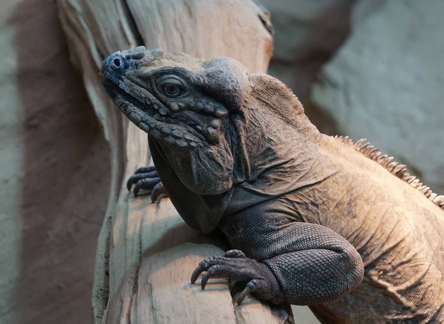 Nashornleguan...