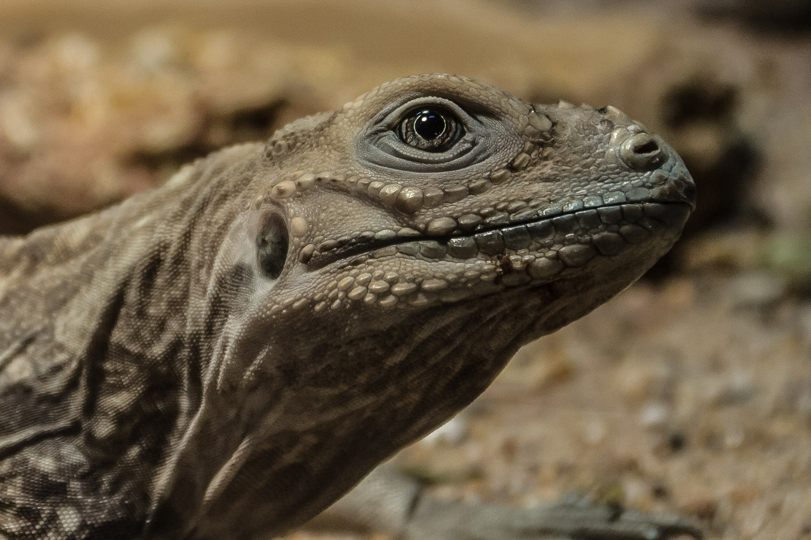 Nashornleguan