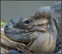 Nashornleguan