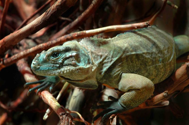 Nashornleguan