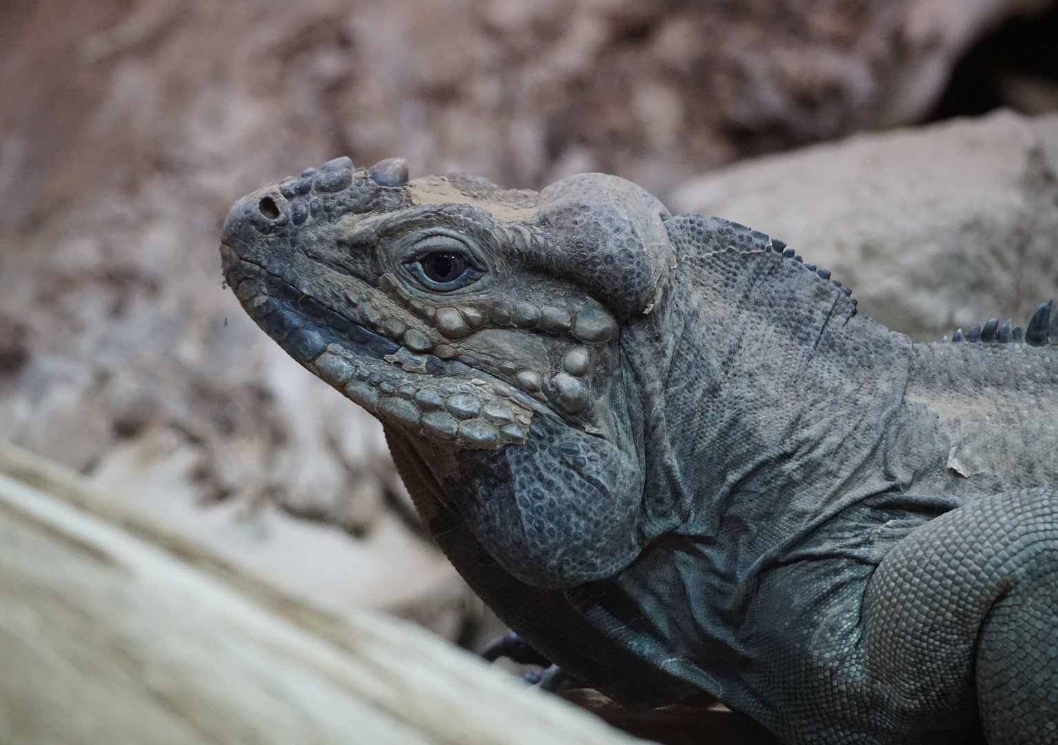 Nashornleguan