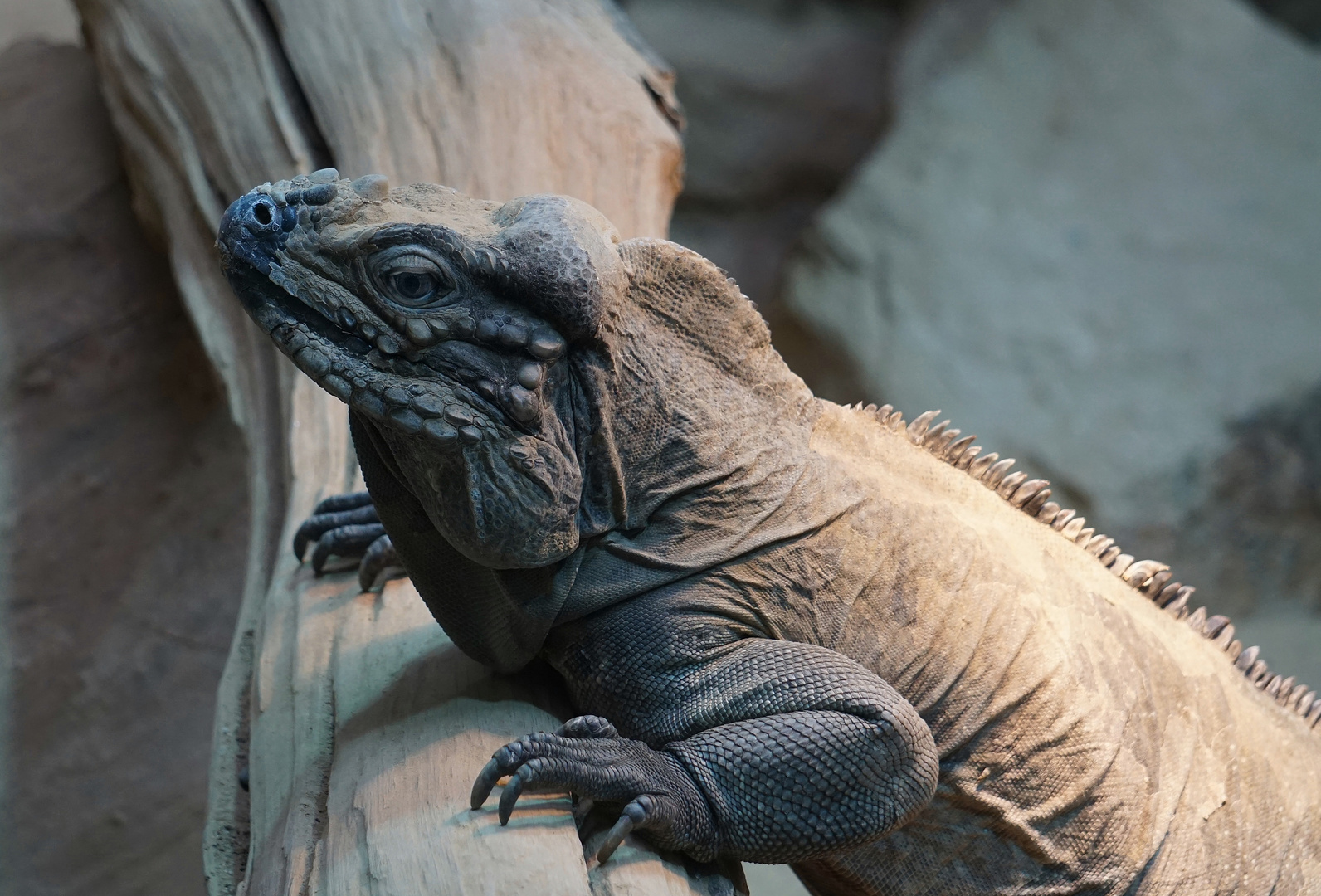 Nashornleguan