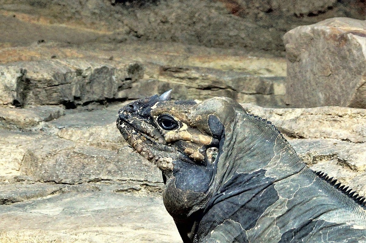 Nashornleguan 