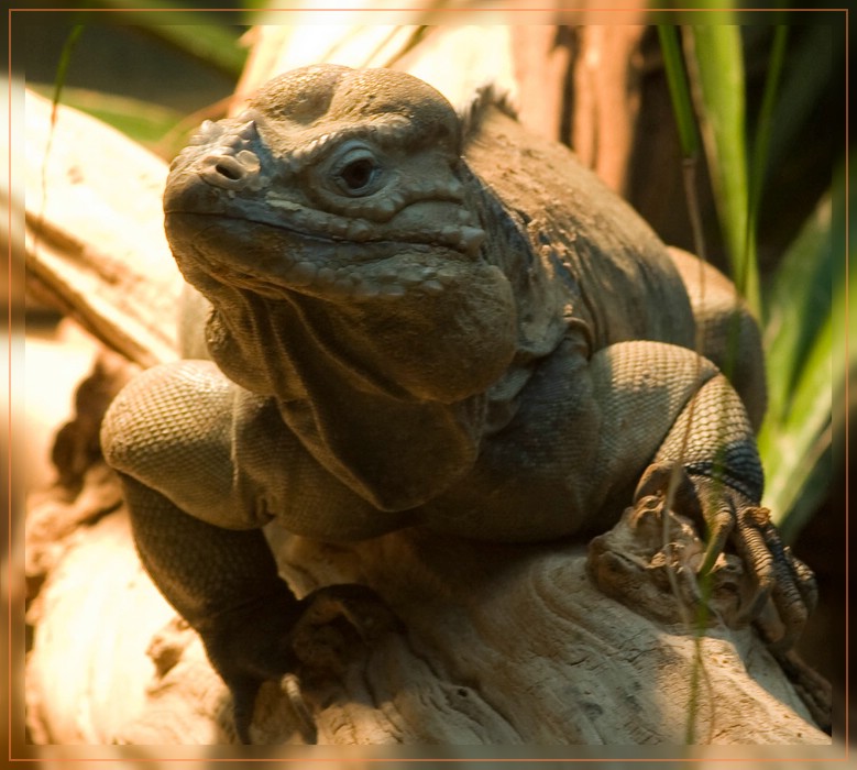 Nashornleguan