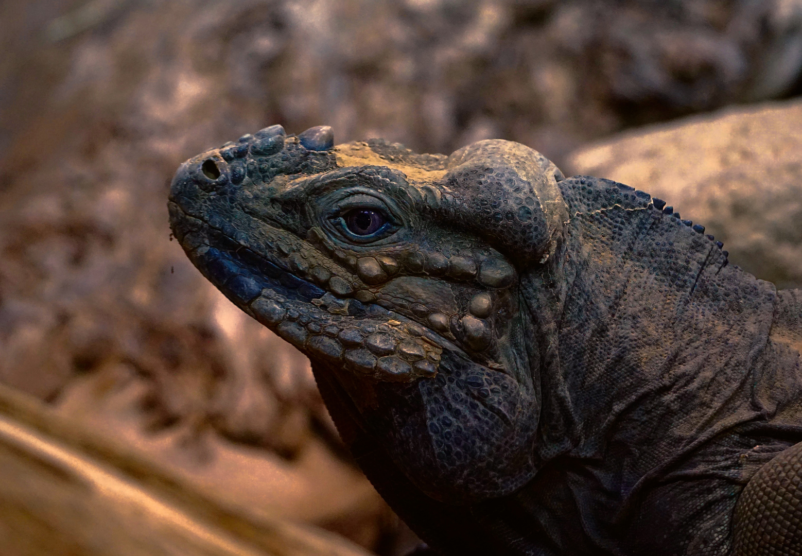 Nashornleguan