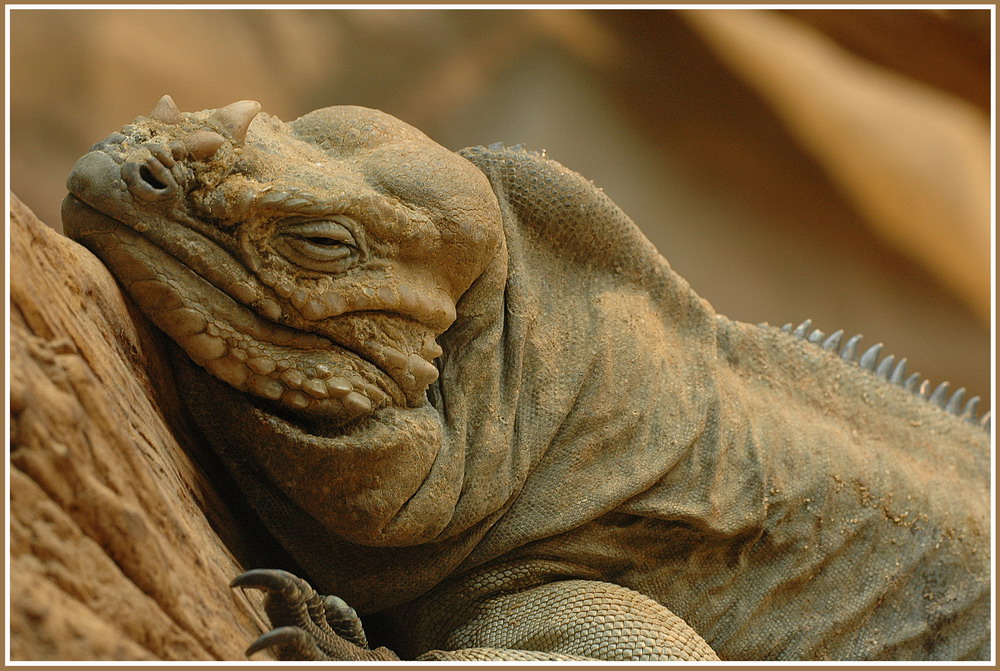 Nashornleguan (Cyclura cornuta)