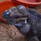 Nashornleguan (Cyclura cornuta) 