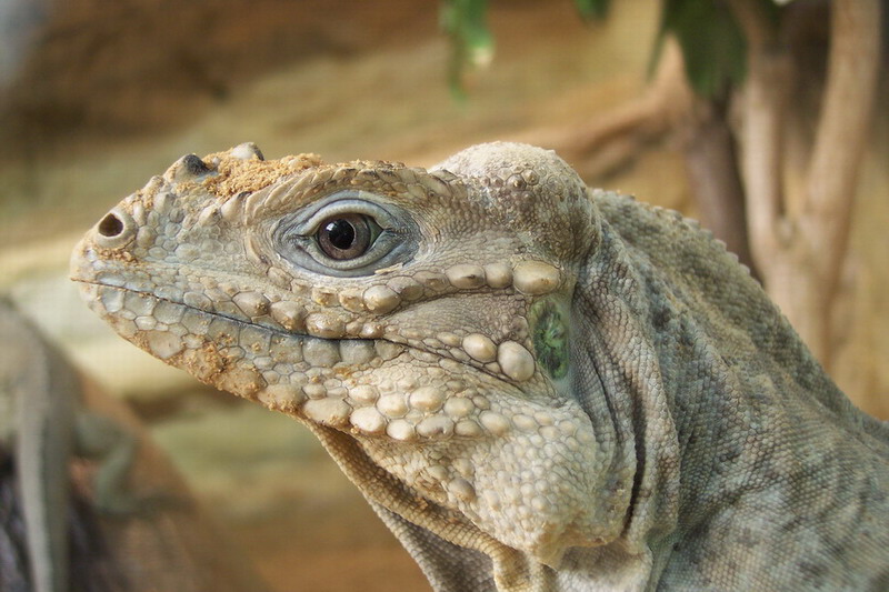 Nashornleguan