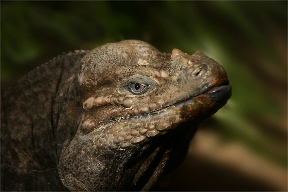 Nashornleguan