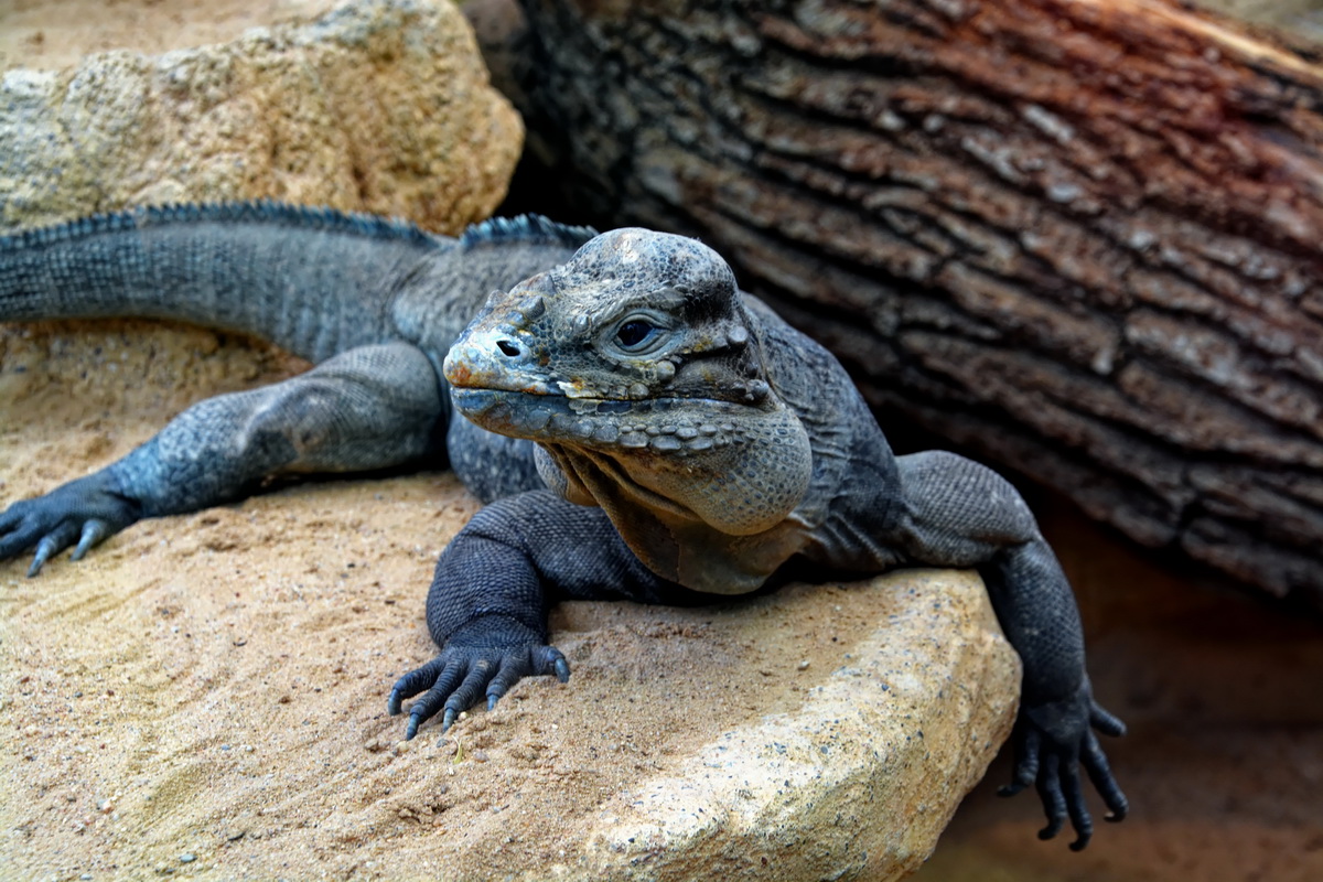 Nashornleguan