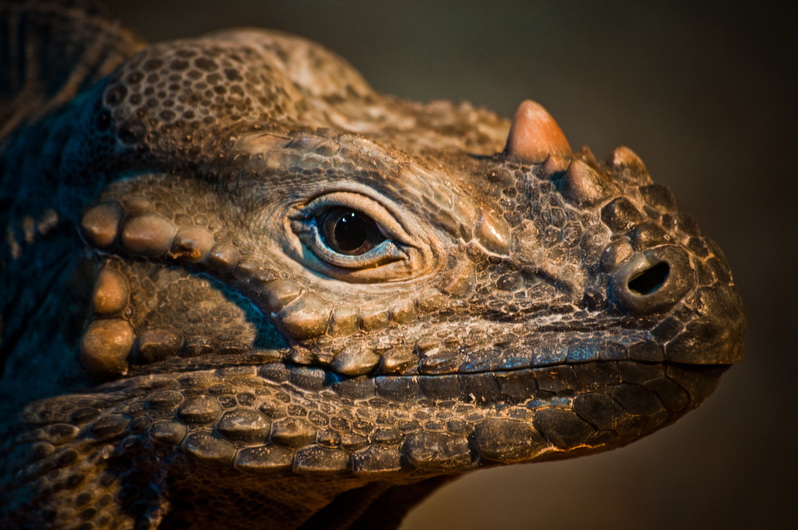 Nashornleguan