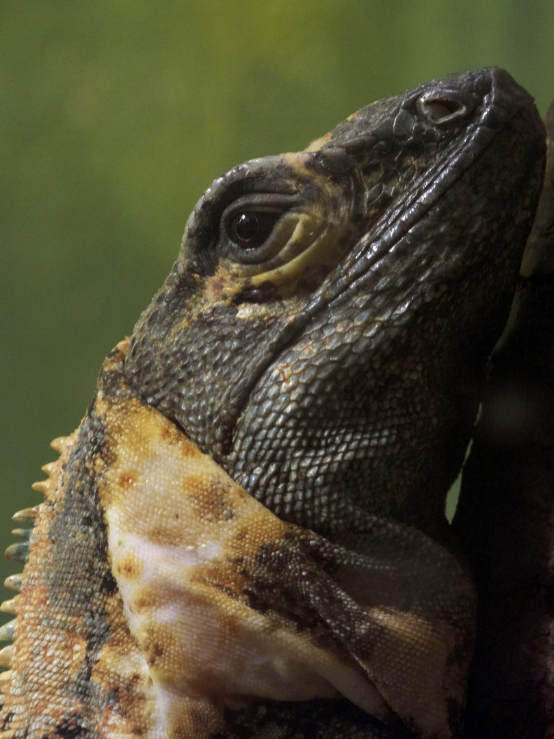 Nashornleguan - fotografiert im Ulmer Terrarium