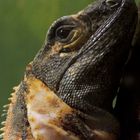 Nashornleguan - fotografiert im Ulmer Terrarium