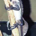 Nashornleguan im Aguarium des Kölner Zoos