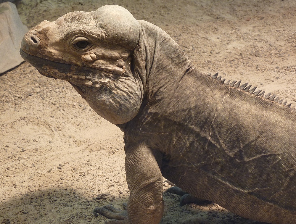 Nashornleguan im Aquarium des Kölner Zoos