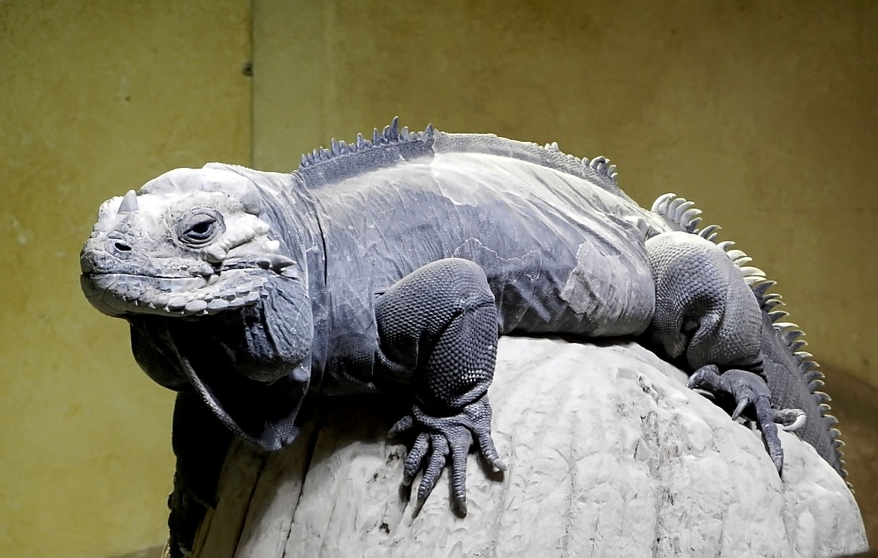 Nashornleguan im Kölner Zoo