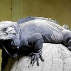 Nashornleguan im Kölner Zoo