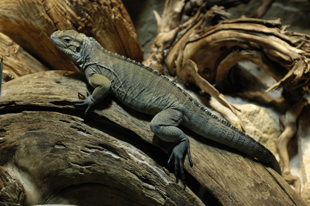 Nashornleguan (Zoo Köln)