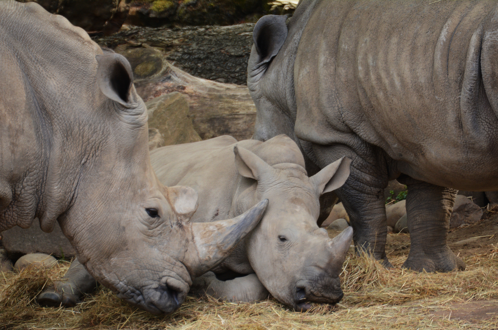 Nashornnachwuchs im Dortmunder Zoo