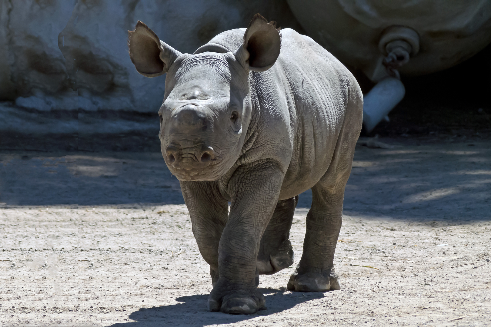 Nashornnachwuchs im Krefelder Zoo