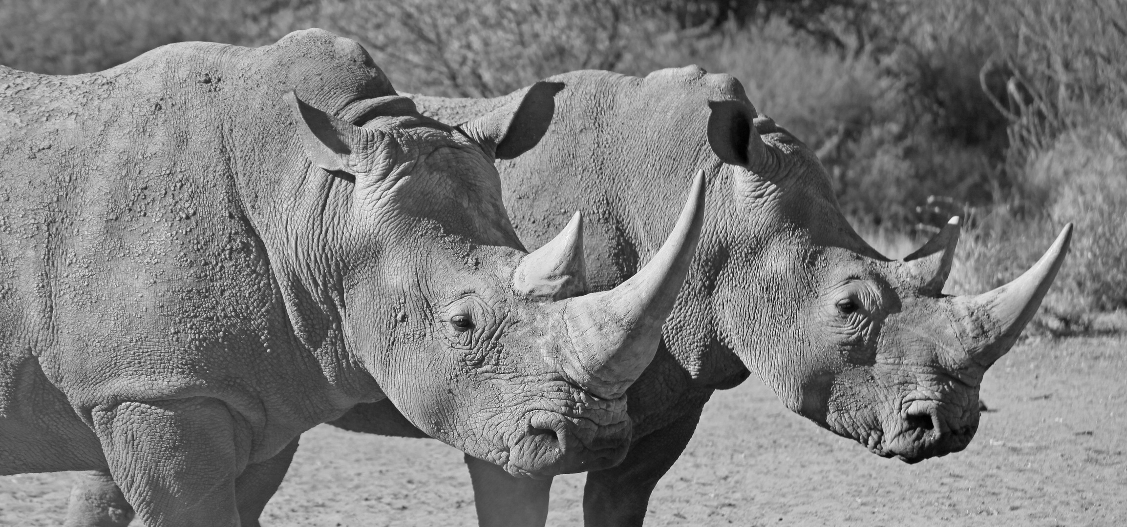 Nashornpaar am Waterberg