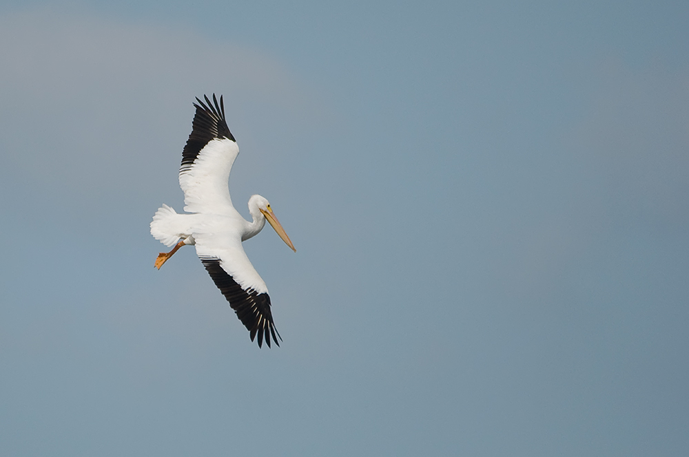 Nashornpelikan - American White Pelican (Pelecanus erythrorhynchos)