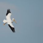 Nashornpelikan - American White Pelican (Pelecanus erythrorhynchos)