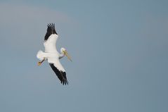 Nashornpelikan - American White Pelican (Pelecanus erythrorhynchos)