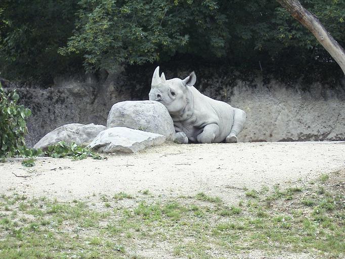 Nashorn's Mittagspause