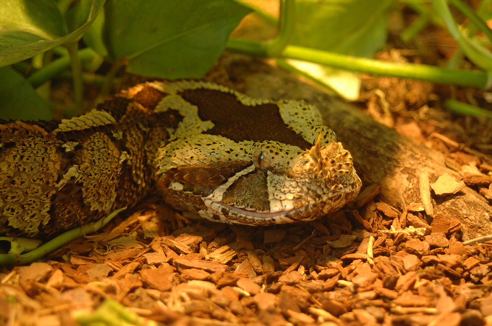 Nashornviper (Bitis nasicornis)