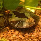 Nashornviper (Bitis nasicornis)