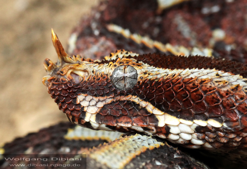 Nashornviper (Bitis nasicornis)