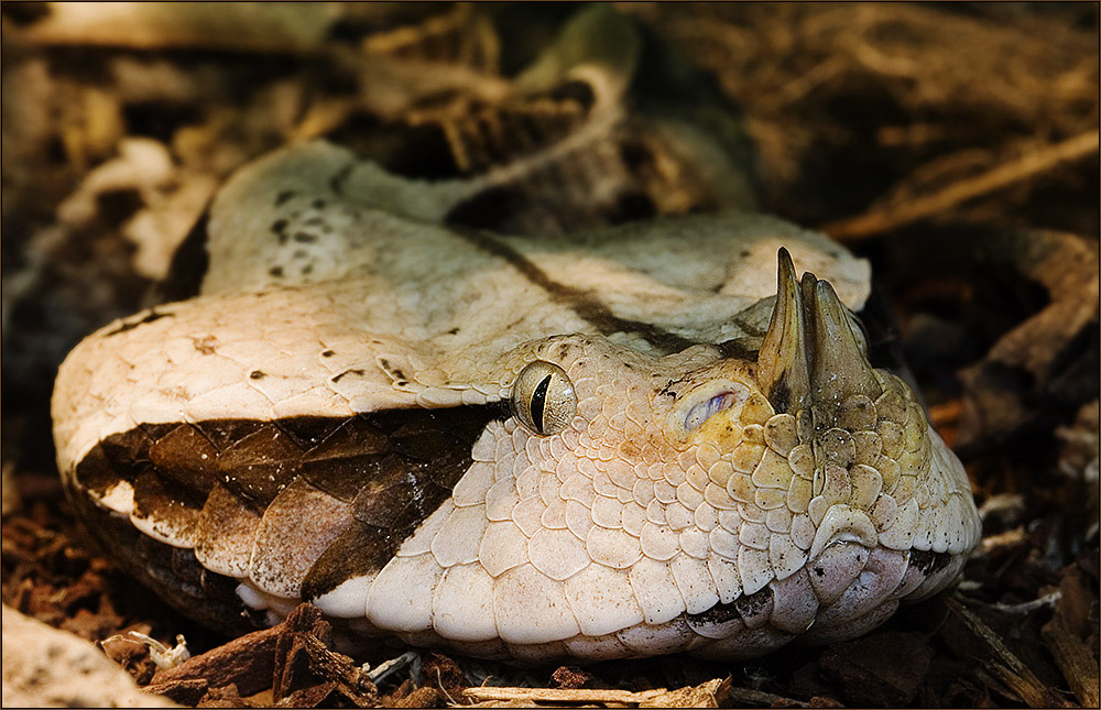 Nashornviper - Bitis nasicornis