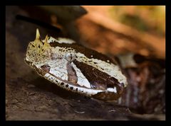 Nashornviper - Bitis nasicornis