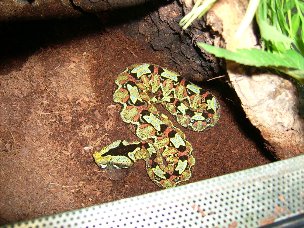 Nashornviper(Bitis nasicornis)Uganda Ituri Forest