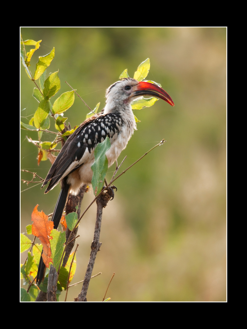 Nashornvogel