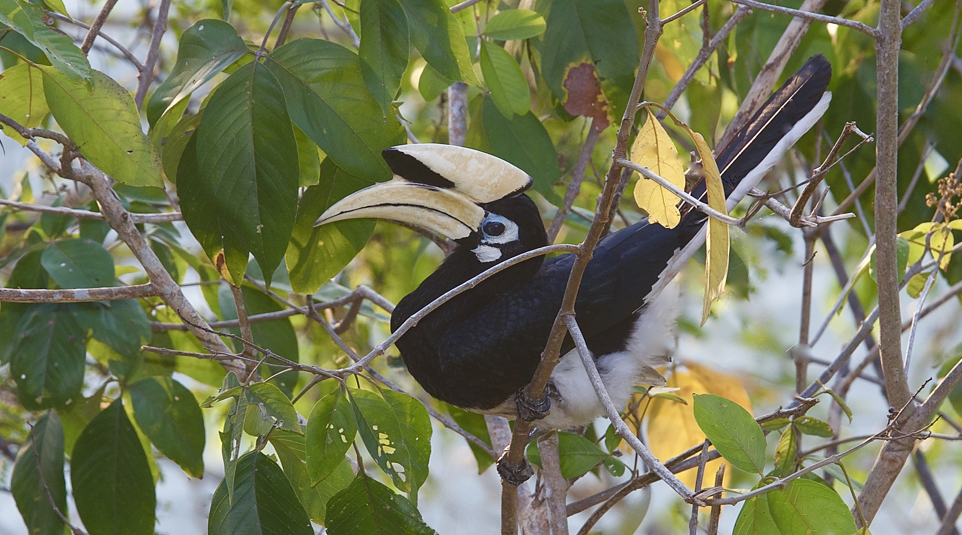 Nashornvogel