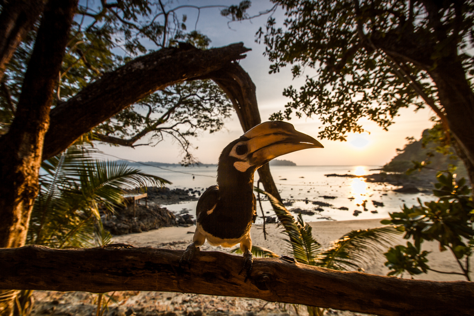 Nashornvogel auf Koh Phayam