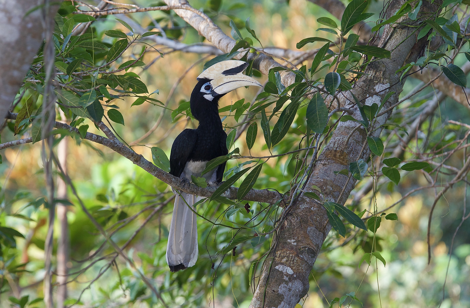 Nashornvogel aus Borneo, Sabah.